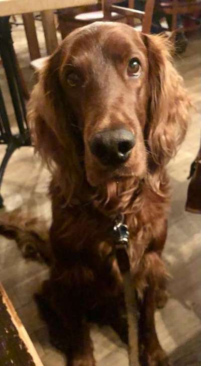 Irisch setter-Beitrag-Bild