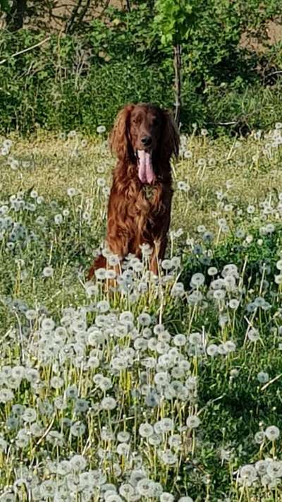 Irisch setter-Beitrag-Bild
