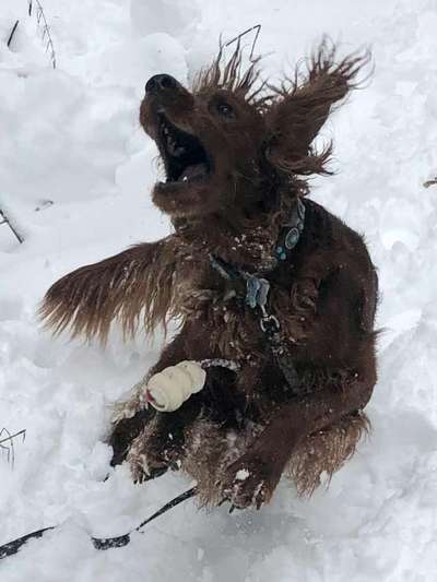 Fotochallenge 61 ~ Schnee-Beitrag-Bild