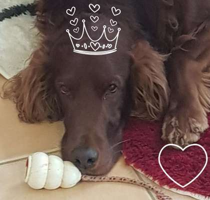 Hunderunde-Beitrag-Bild