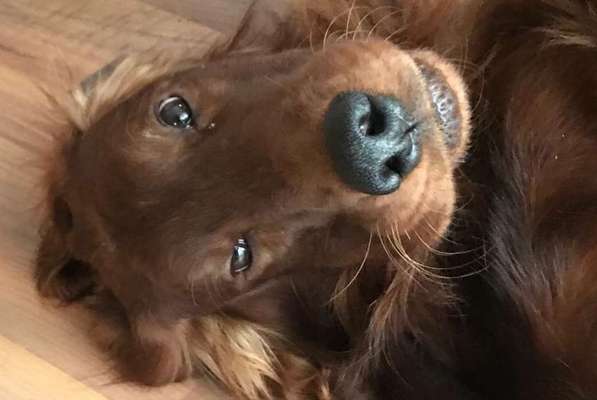 Postet das beste Foto von euren 4 beinern-Beitrag-Bild