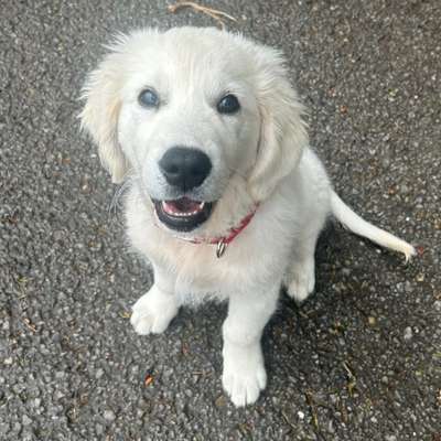 Hundetreffen-Welpentreffen-Profilbild