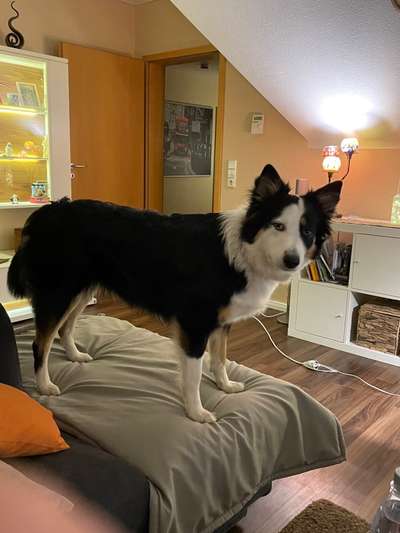 Mischlingshunde Foto Aufruf-Beitrag-Bild