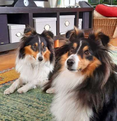 Shelties-Beitrag-Bild