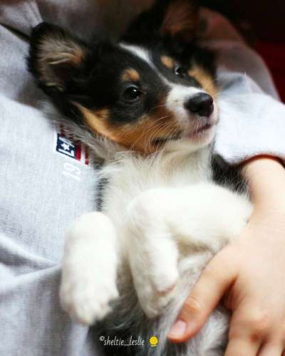 Welpen Bilder !-Beitrag-Bild