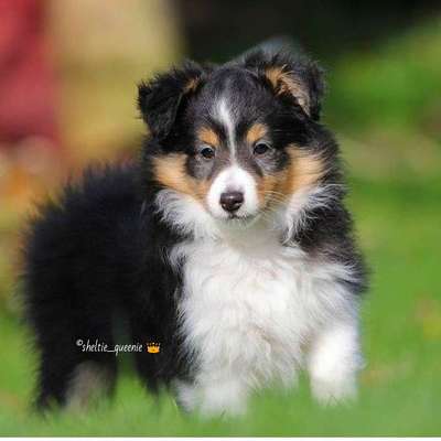 Welpen Bilder !-Beitrag-Bild