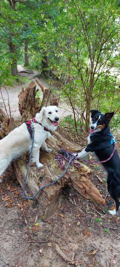 Die Dogorama Kalender Challenge Titelbild-Beitrag-Bild