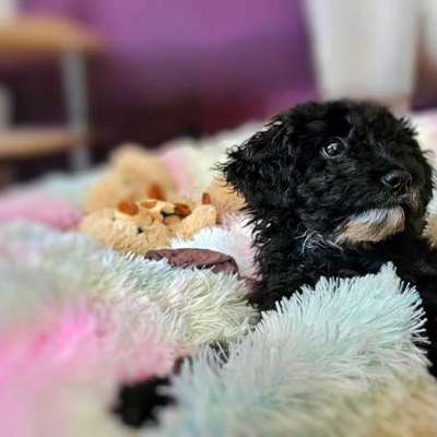 Hundetreffen-Gassi-Freunde gesucht-Bild