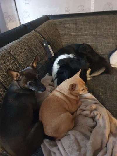 Bester Freund, Hundekumpel - zeigt her!-Beitrag-Bild