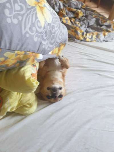 Hunde Memes-Beitrag-Bild