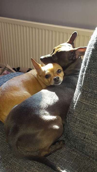 Bester Freund, Hundekumpel - zeigt her!-Beitrag-Bild