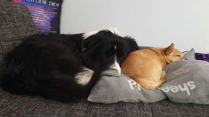 Bester Freund, Hundekumpel - zeigt her!-Beitrag-Bild