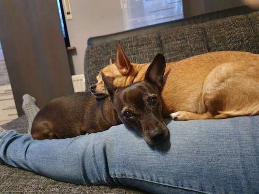 Bester Freund, Hundekumpel - zeigt her!-Beitrag-Bild