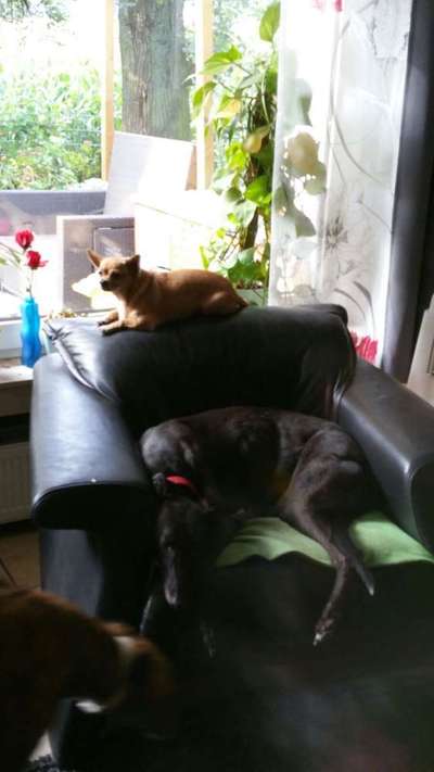 Windhunde - Treffen der besonderen Schönheiten
HERZLICH WILLKOMMEN-Beitrag-Bild