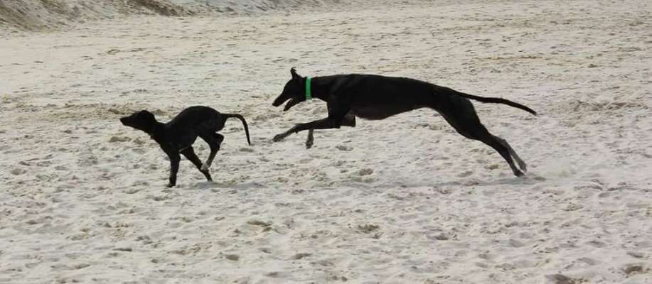 Windhunde - Treffen der besonderen Schönheiten
HERZLICH WILLKOMMEN-Beitrag-Bild