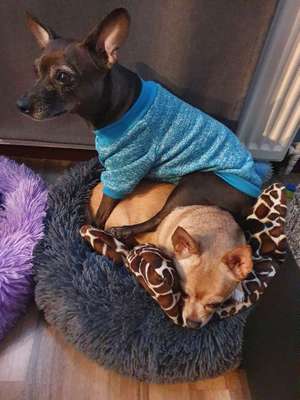 Challenge Nr 14
Eure Fellnasen auf ihrem Lieblingsplatz-Beitrag-Bild