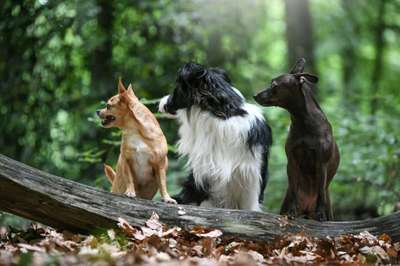 Hunde Memes-Beitrag-Bild