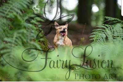 Hunde Memes-Beitrag-Bild