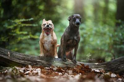 Hunde Memes-Beitrag-Bild