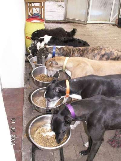 Windhunde - Treffen der besonderen Schönheiten
HERZLICH WILLKOMMEN-Beitrag-Bild