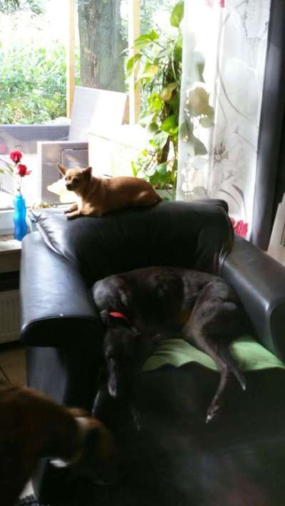 Bester Freund, Hundekumpel - zeigt her!-Beitrag-Bild