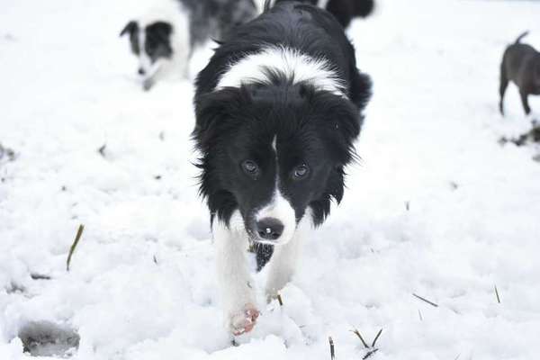 Dein Hund im Dogorama-Kalender 2021-Beitrag-Bild