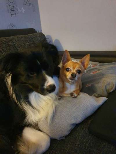 Bester Freund, Hundekumpel - zeigt her!-Beitrag-Bild
