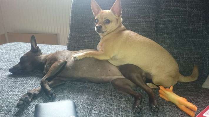 Challenge Nr 14
Eure Fellnasen auf ihrem Lieblingsplatz-Beitrag-Bild