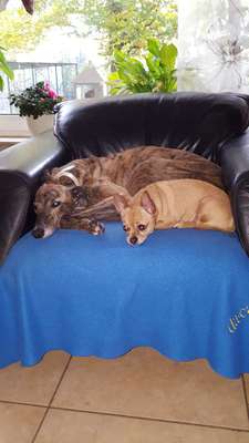 Bester Freund, Hundekumpel - zeigt her!-Beitrag-Bild