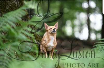 Hunde Memes-Beitrag-Bild