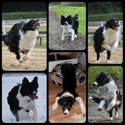 Hunde Memes-Beitrag-Bild