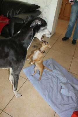 Bester Freund, Hundekumpel - zeigt her!-Beitrag-Bild