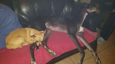 Bester Freund, Hundekumpel - zeigt her!-Beitrag-Bild