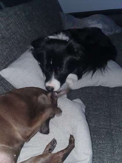 Bester Freund, Hundekumpel - zeigt her!-Beitrag-Bild