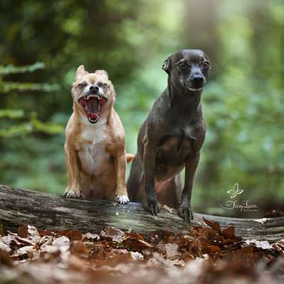 Hunde Memes-Beitrag-Bild