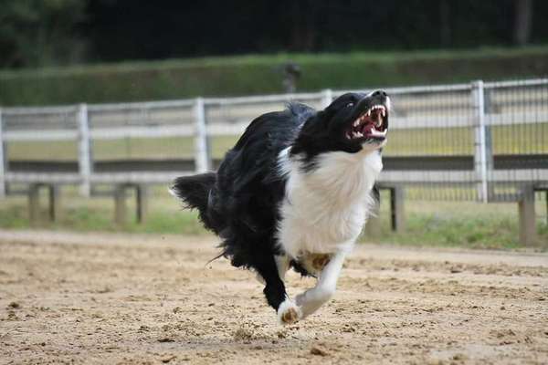 Hunde Memes-Beitrag-Bild