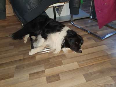 Challenge Nr 14
Eure Fellnasen auf ihrem Lieblingsplatz-Beitrag-Bild