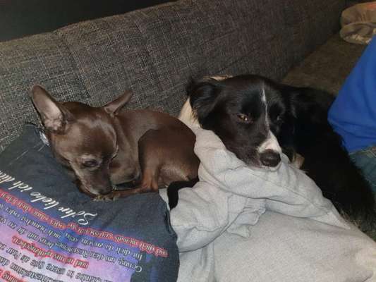 Bester Freund, Hundekumpel - zeigt her!-Beitrag-Bild