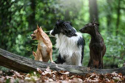 Hunde Memes-Beitrag-Bild