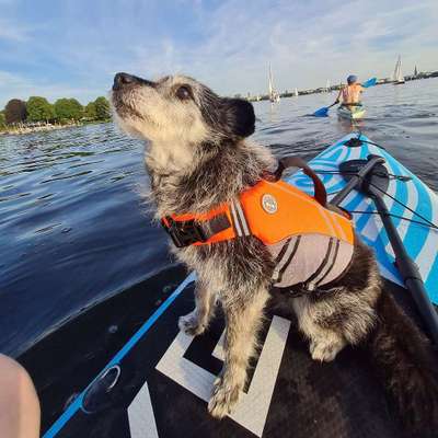Hundetreffen-Mensch + Hund Freundschaft-Bild