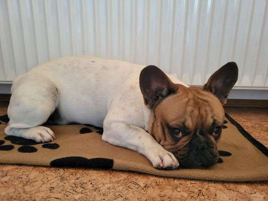 Französische Bulldoggen-Beitrag-Bild