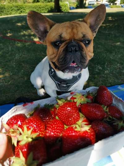 Französische Bulldoggen-Beitrag-Bild