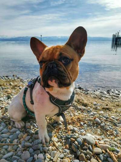 Französische Bulldoggen-Beitrag-Bild