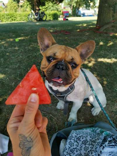 Französische Bulldoggen-Beitrag-Bild