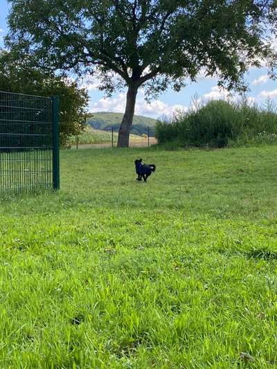 Hundetreffen-Spielen und Toben-Bild