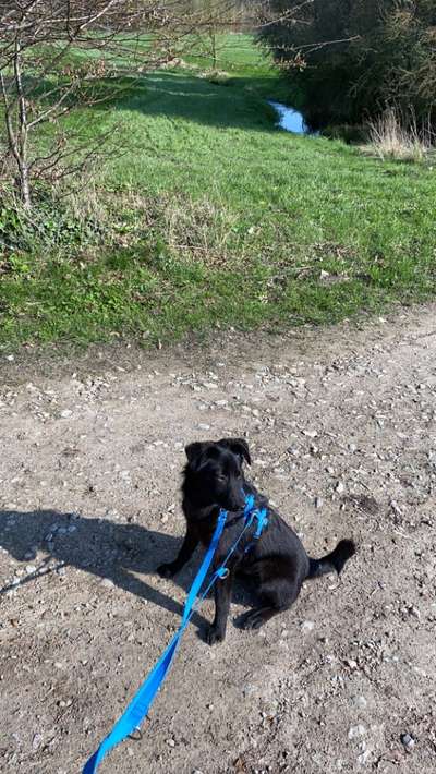 TierschutzhundeStammtisch🐕-Beitrag-Bild