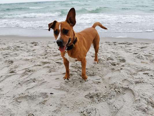 Challenge 41 - Mein Hund im Urlaub-Beitrag-Bild