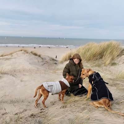 Hundetreffen-Gassi Runden und Spielrunden-Profilbild