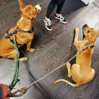 Hundetreffen-Spaziergang und Training-Bild