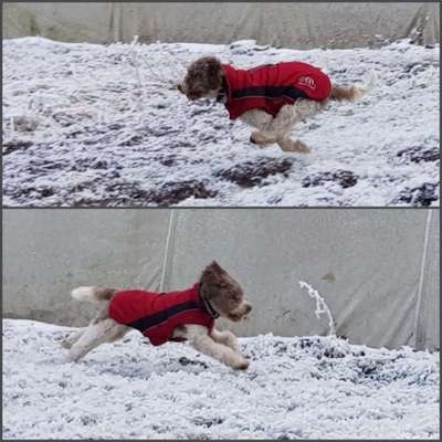Lagotto Romagnolo Besitzer-Beitrag-Bild
